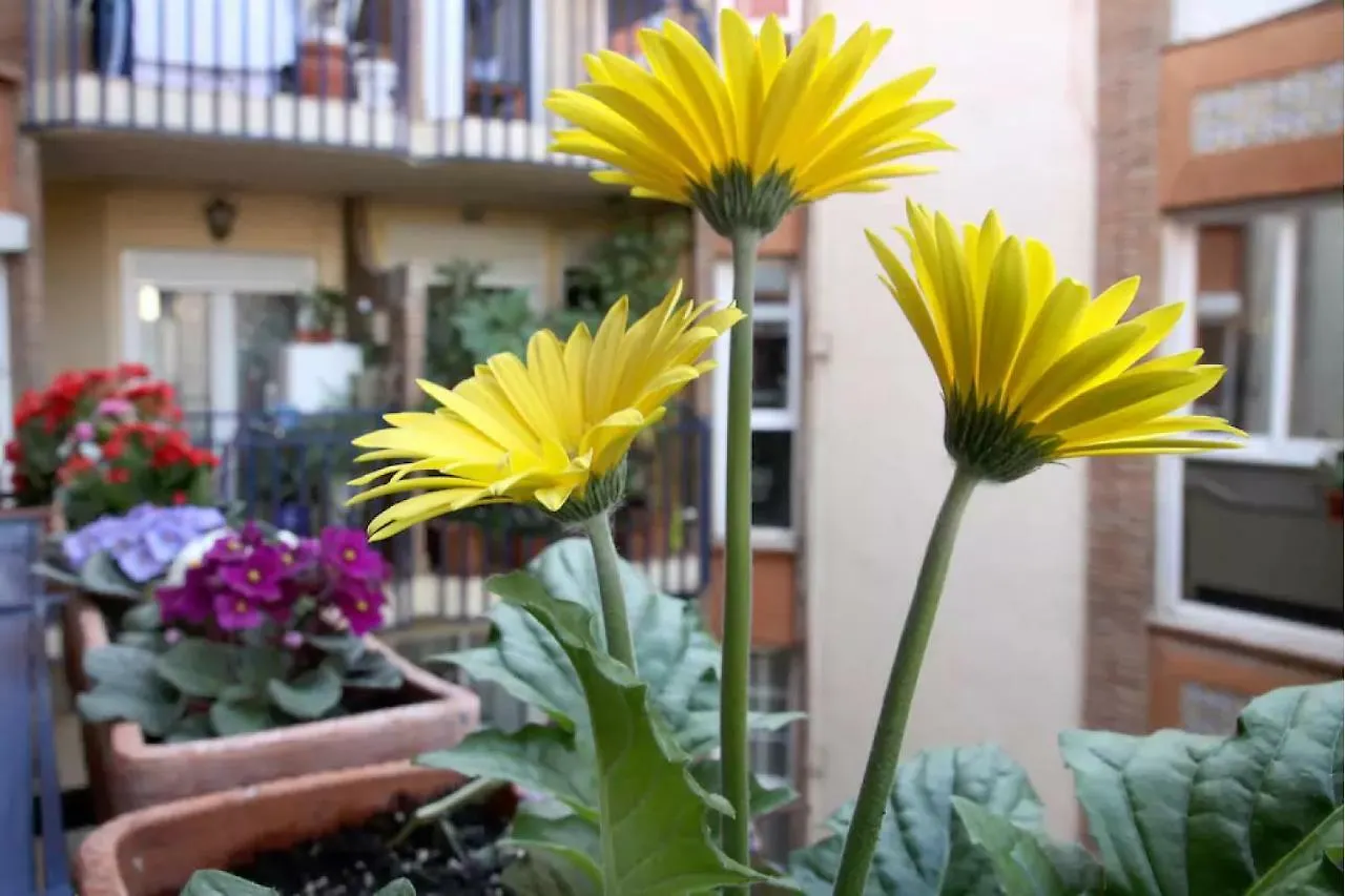Apartamento Azahara Cordoue 0*,  Espagne